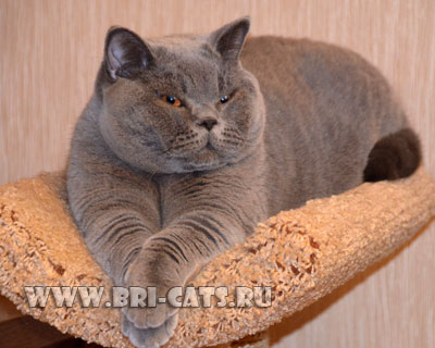 British shorthair blue male