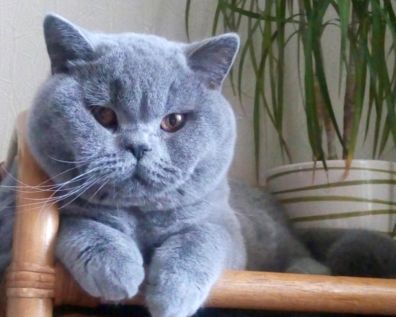 Британский голубой кот 