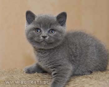 British shorthair blue kitten 