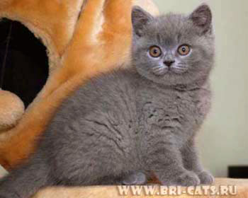 British shorthair blue kitten