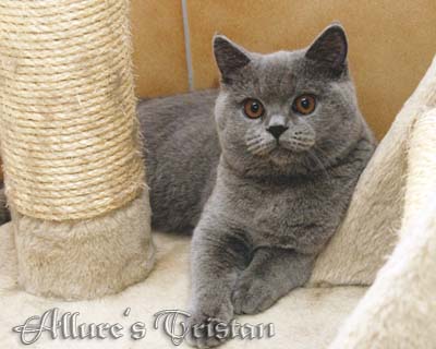 british shorthair