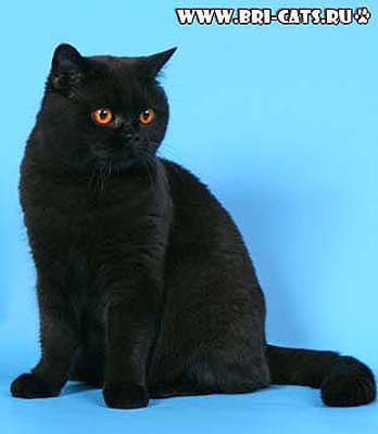 Британская черная кошка в питомнике британских кошек, фото.