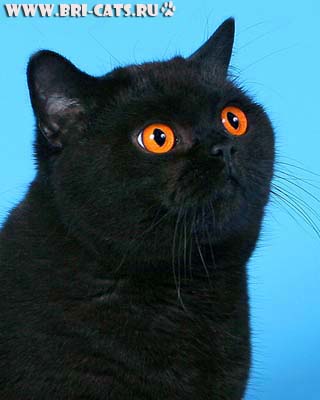 Британская черная кошка в питомнике британских кошек, фото.