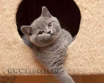 British shorthair blue kitten