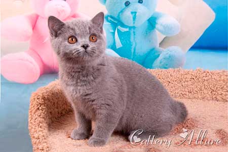 British shorthair blue kitten