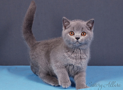 British shorthair blue kitten 