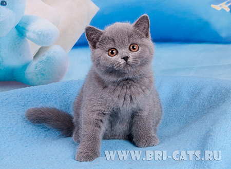 British shorthair blue kitten