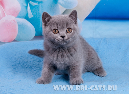 British shorthair blue kitten