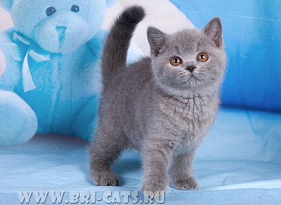 British shorthair blue kitten