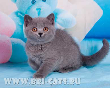 British shorthair blue kitten 