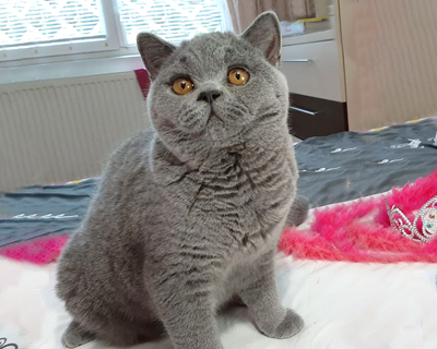  British shorthair blue girl