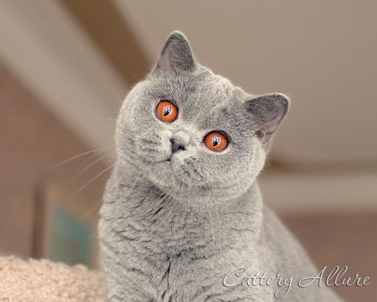 British shorthair blue girl