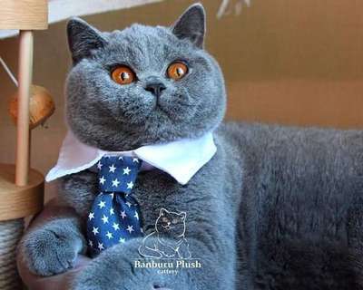  British shorthair blue girl