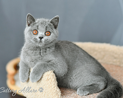 British shorthair blue kitten 