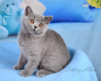 British shorthair blue kitten 