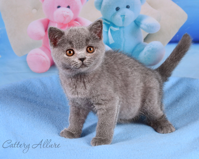 British shorthair blue kitten 