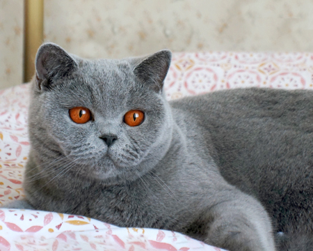 British shorthair blue kitten 