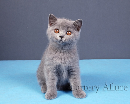 British shorthair blue kitten 