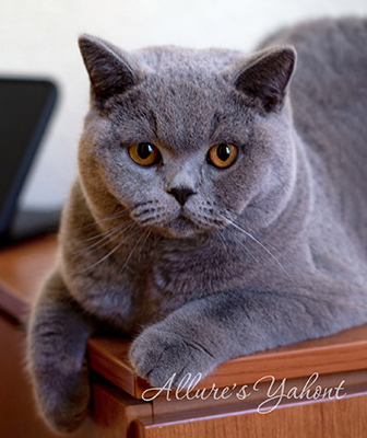 British shorthair blue 