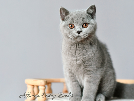 Британский голубой котенок 