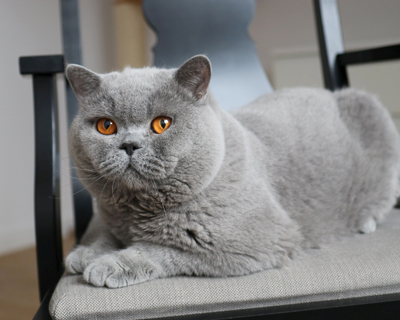 British shorthair blue kitten 