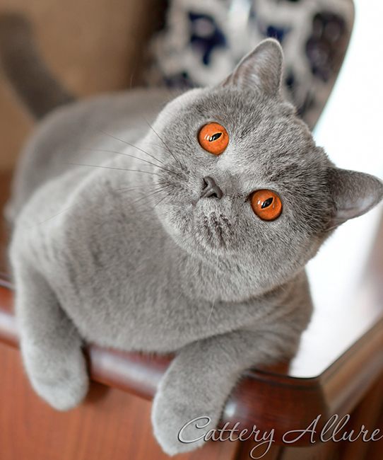 British shorthair blue 