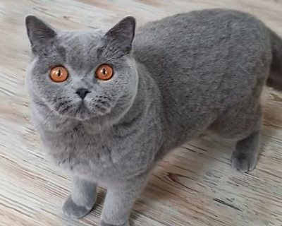 British shorthair blue kitten 