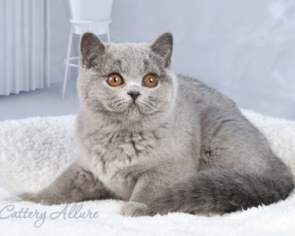 British shorthair blue kitten 