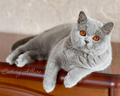 British shorthair blue kitten 