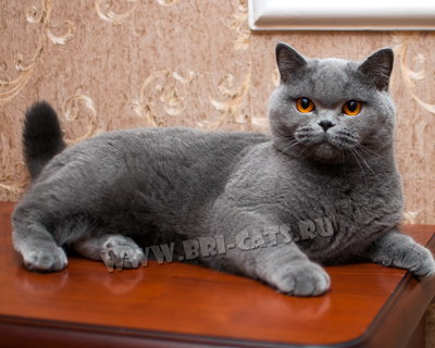  British shorthair blue female 