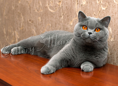  british shorthaired cat