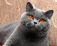 Британская голубая кошка 