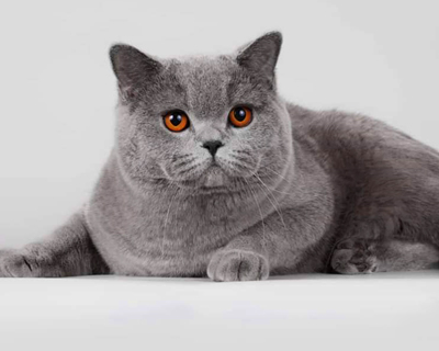 British shorthair blue boy