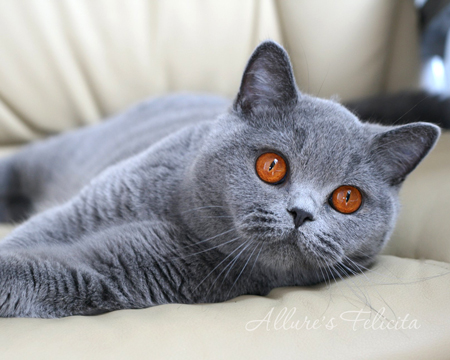 British shorthair blue female width=