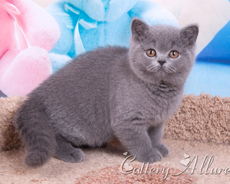 British shorthair blue kitten 