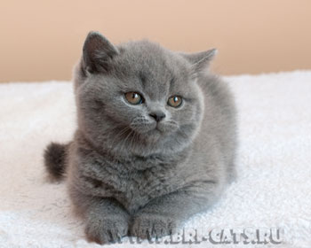 British shorthair blue kitten 