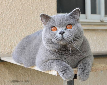 British shorthair blue 