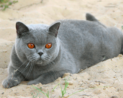 British shorthair blue 