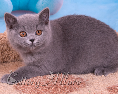 British shorthair blue kitten 