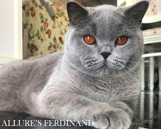 British shorthair