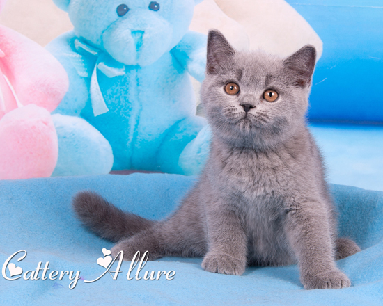 British shorthair blue kitten 