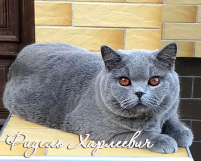 British shorthair blue