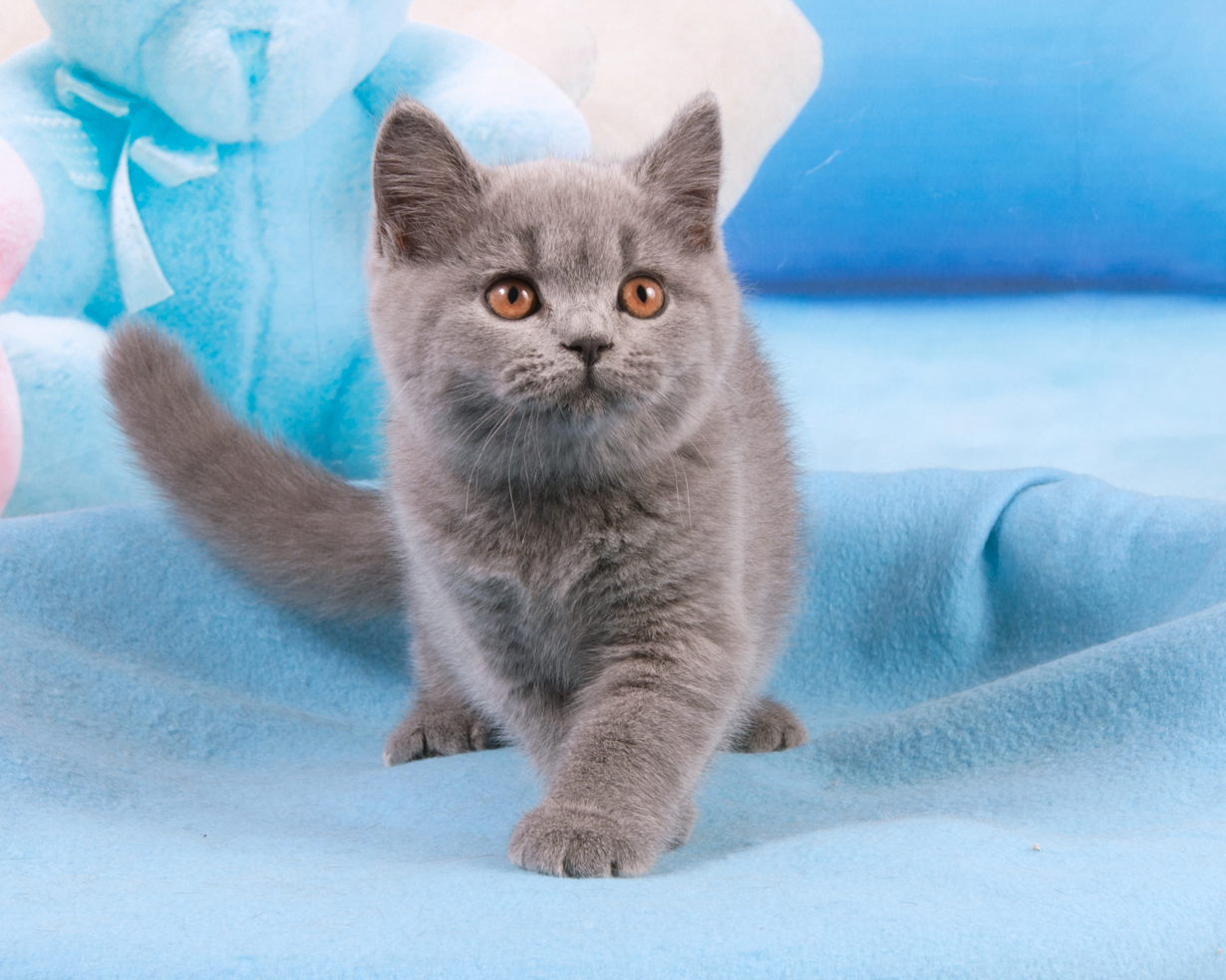 British shorthair blue kitten