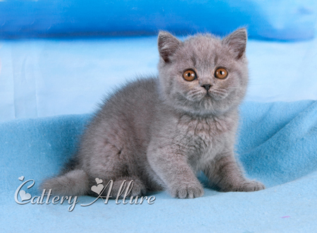 British shorthair blue kitten 