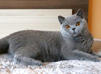 British shorthair blue girl