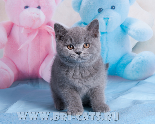British shorthair blue kitten