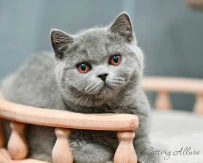 British shorthair blue kitten