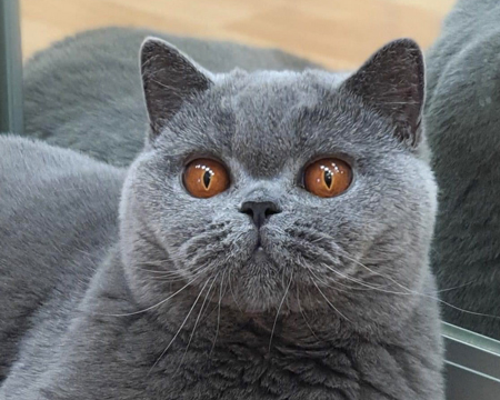 British shorthair blue girl