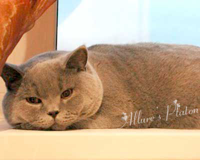 British shorthair blue male