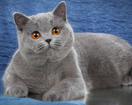 Британский  голубой кот в 10 месяцев